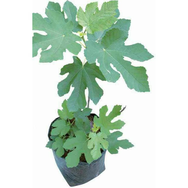 IDR BIBIT TANAMAN BUAH ARA TIN PURPLE JORDAN SEGAR