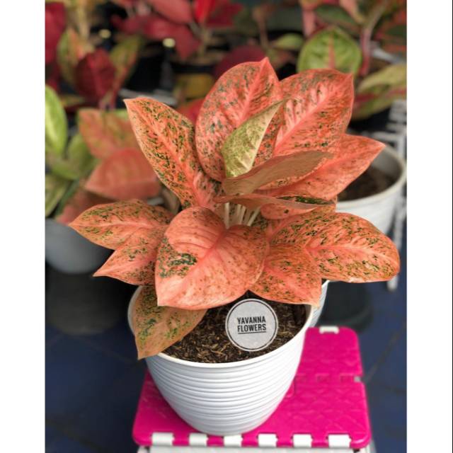 NEW  Tanaman Hias Aglonema Stardust Orange - Bibit Aglonema Stardust Orange