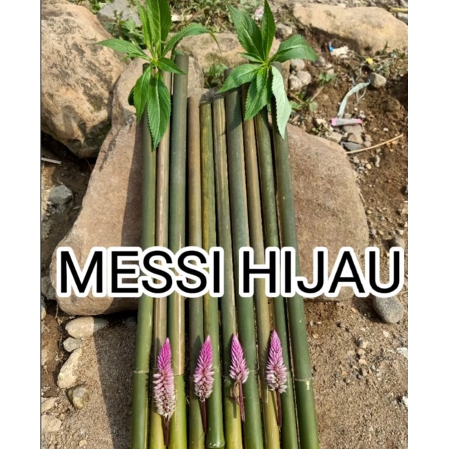 Mainan tradisyonal pletokan Tembakan Bambu