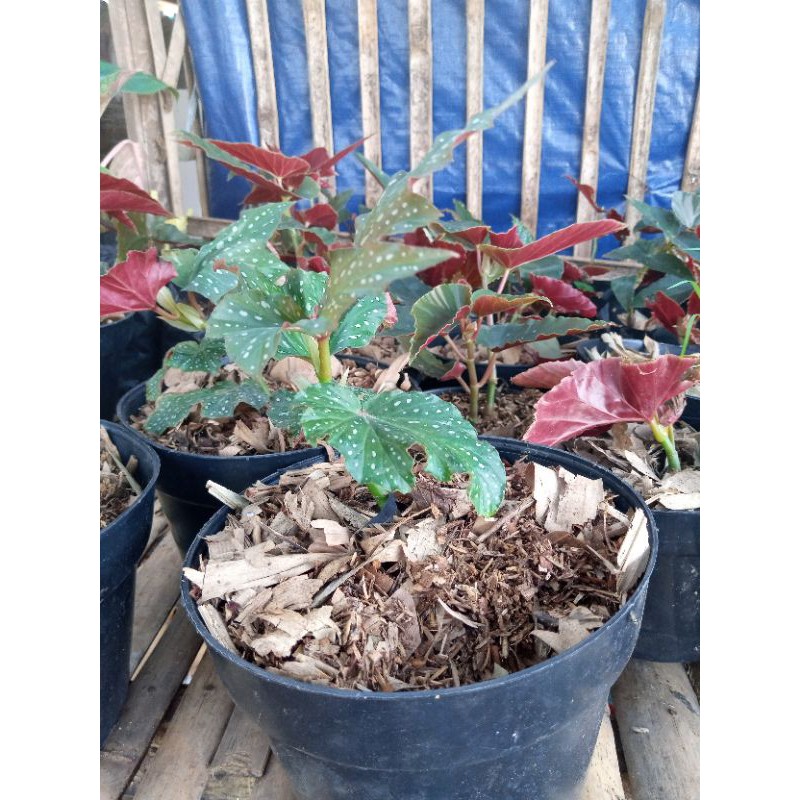 tanaman hias begonia polkadot moca/tanaman begonia murah/Tanaman hias murah/tanaman murah