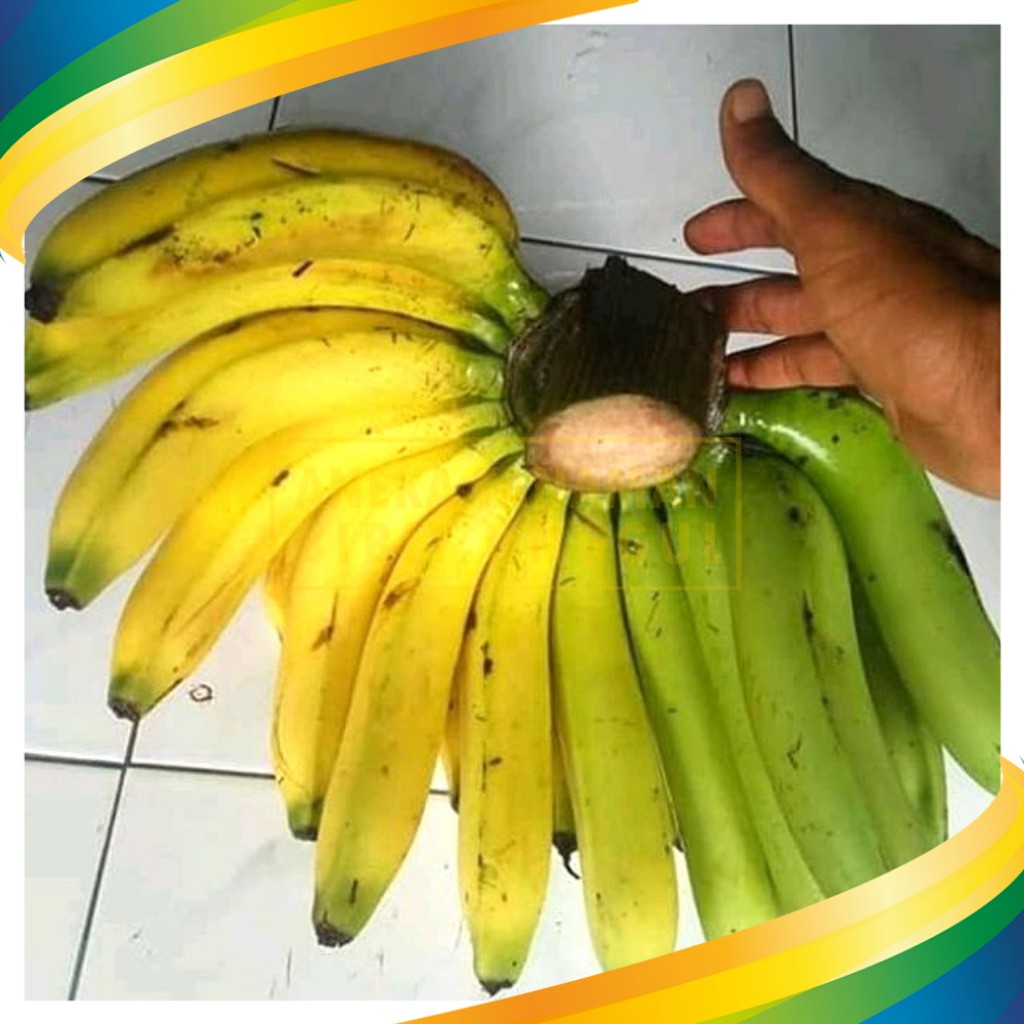 Bibit Pisang Ambon Kuning Super
