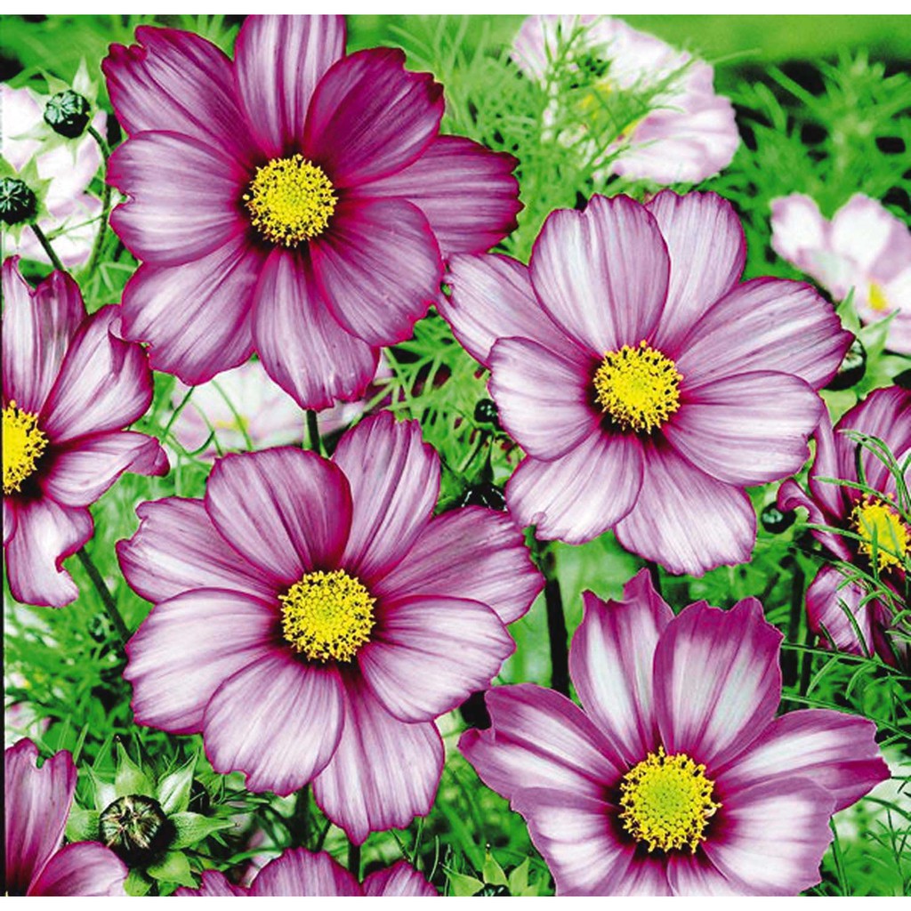 Benih Bibit Biji - Bunga Cosmos Candy Stripe Flower Seeds - IMPORT