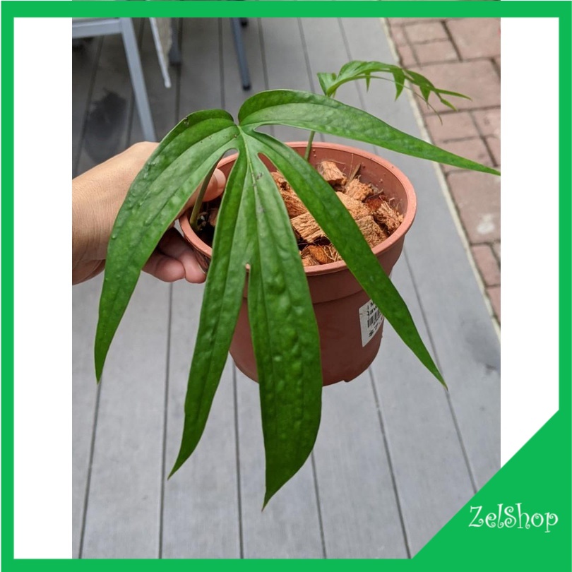 Tanaman Hias Amydrium Zippelianum / Amydrium