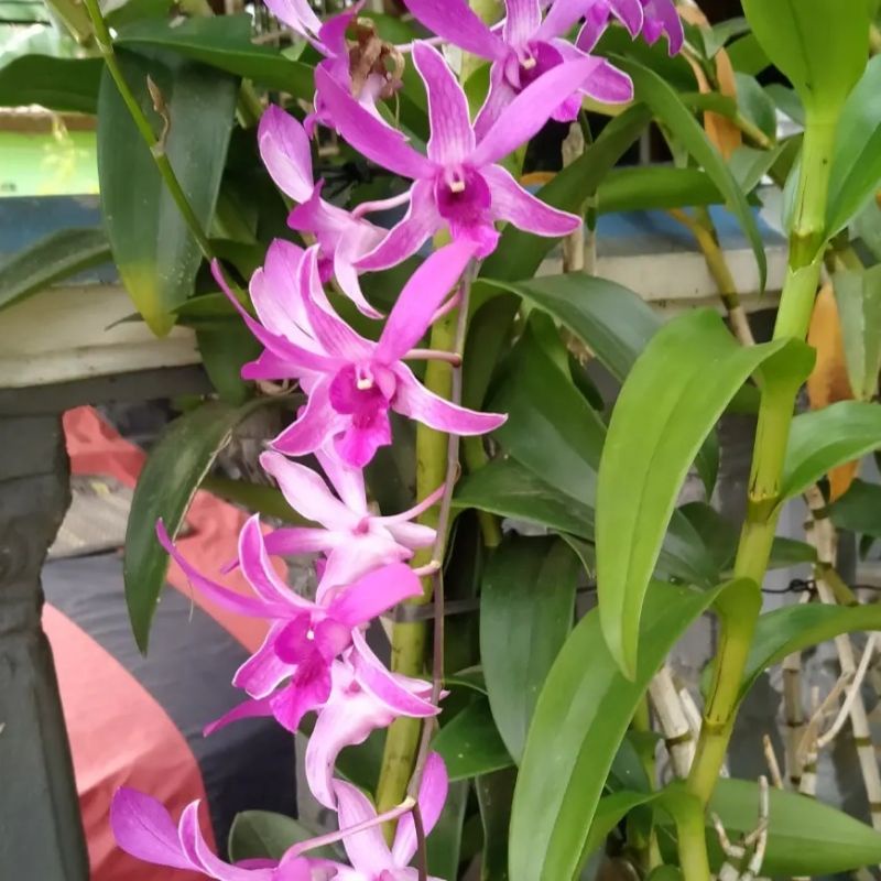 anggrek dendrobium caesar red dewasa