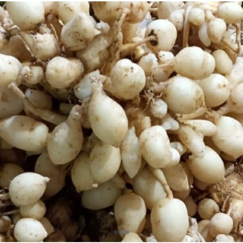 

Kunyit Putih/Temu Pepet 500gram