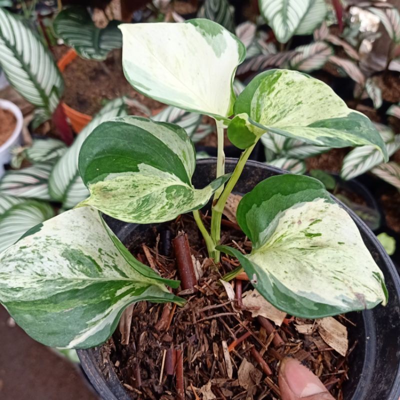 Sirih Manjula / Epipremnum Manjula