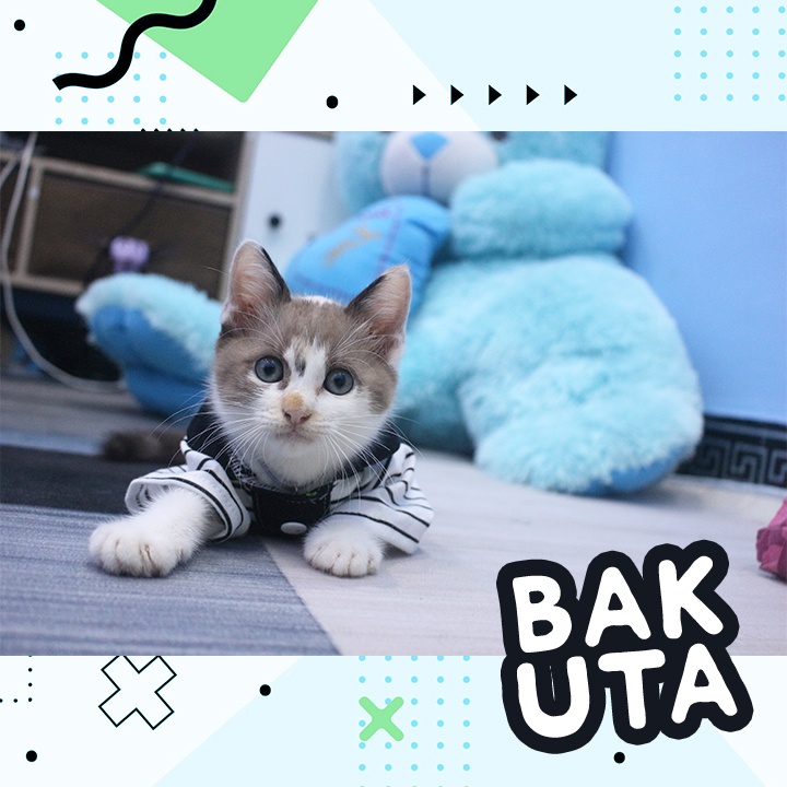 Kaos Lengan panjang polo No Motif #3404 / Baju Kucing tangerang murah / baju kucing lucu size S-XL