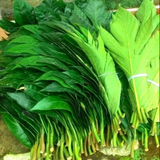 

Paket 500 grm daun sukun fresh
