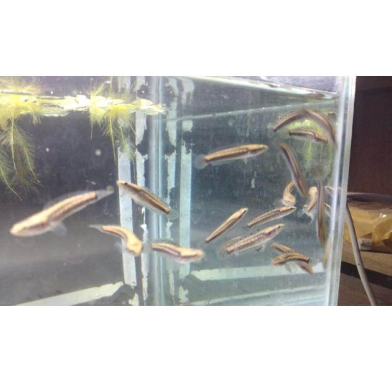 (PROMO RH059) Channa blue pulchra size 6-7cm grade A |free pelet premium blue ⋆