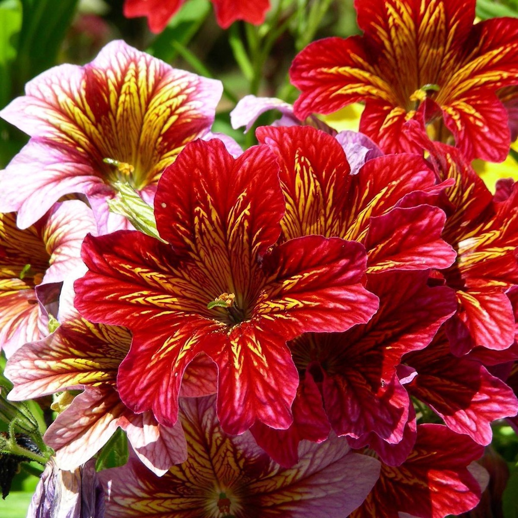 Benih Bibit Biji - Bunga Painted Tongue (Salpiglossis Sinuata Superbissima Mix) Flower Seeds - IMPORT