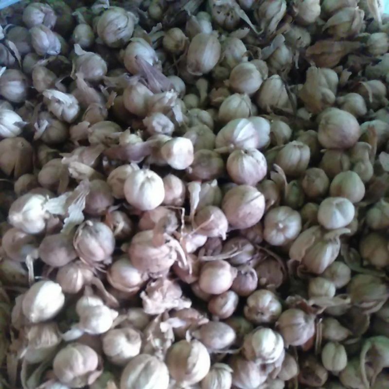 

Kapulaga kering kapulogo kering murah 100 gr