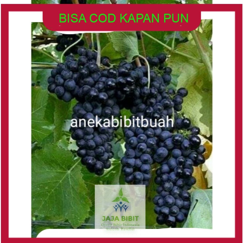 Bibit Tanaman Buah Anggur Hitam berkwalitas dan murah