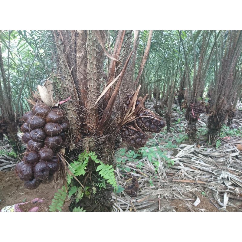 

Salak 77 fresh fruits
