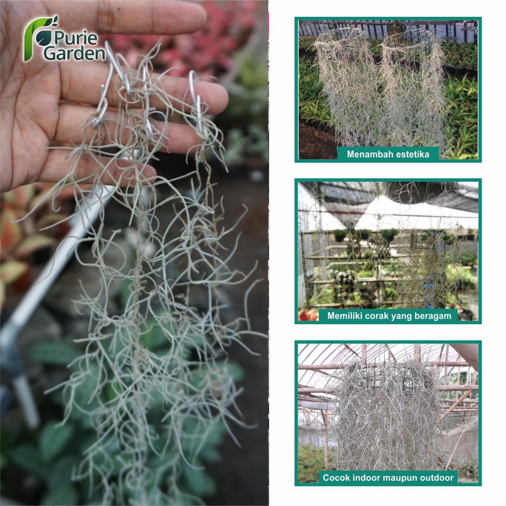 Tanaman Hias Gantung Udara Jenggot Nabi Musa Spanish Moss Tilandsia PG KDR