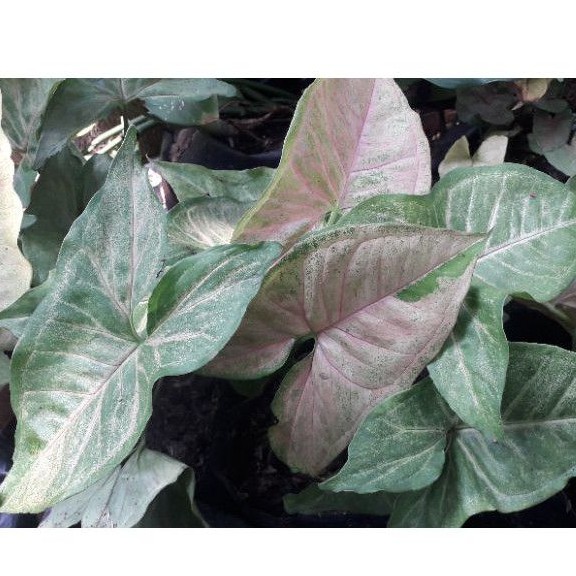 KELADI SYNGONIUM PINK / KELADI PINK MINI / KELADI MINI / KELADI PINK / BUNGA GANTUNG /TANAMAN KELADI