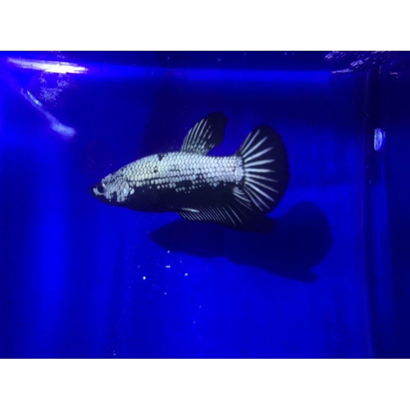 ikan cupang black samurai