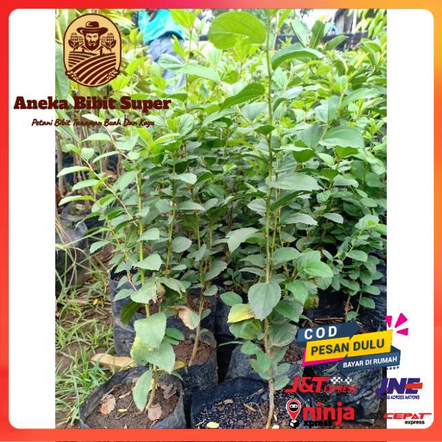 Bibit Bidara Arab - Asli