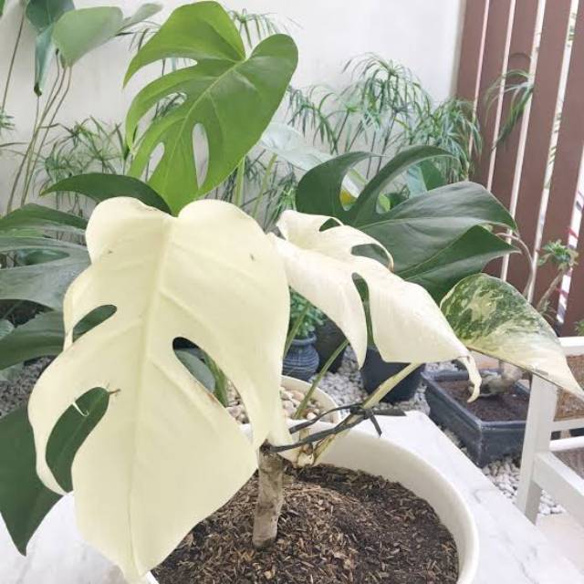 Paket Bonggol Monstera Super White Dan Bonggol Monstera Varigata Shopee Indonesia
