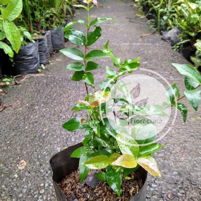 Bibit Dewandaru - Pohon Buah Dewandaru