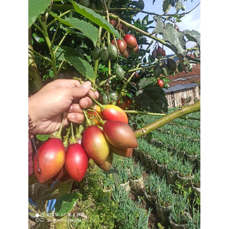 

(laris)Terong Belanda / terong kori / 1 kg