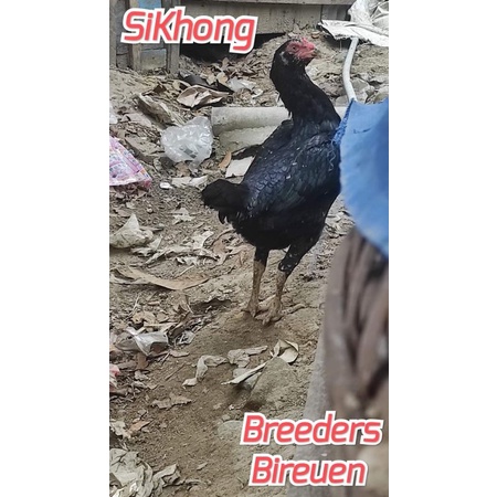 

Telur fertil ayam biang pama x bangkok terlaris
