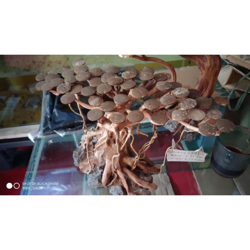 bahan Bonsai dan bahan Moss Aquascape aquarium dekorasi Aquascape hiasan akuarium