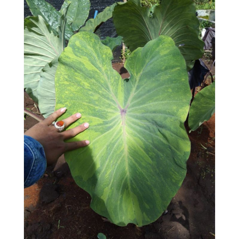 Colocasia Midori Sour