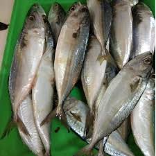 

Ikan Kembung