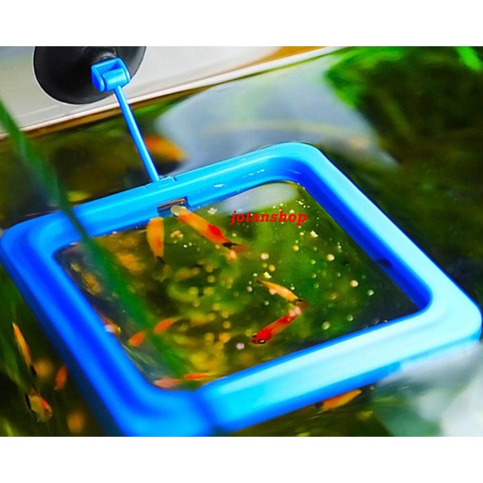 FEEDING RING FLOATING Alat Tempat Makan Pakan Ikan Mengapung aquarium