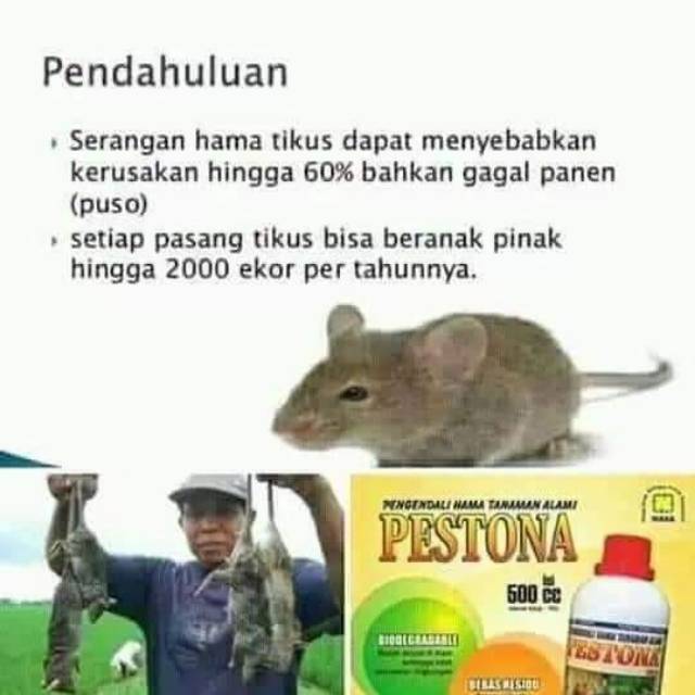 Pestona Nasa Obat Tikus Pengusir Tikus Agen Nasa Shopee Indonesia