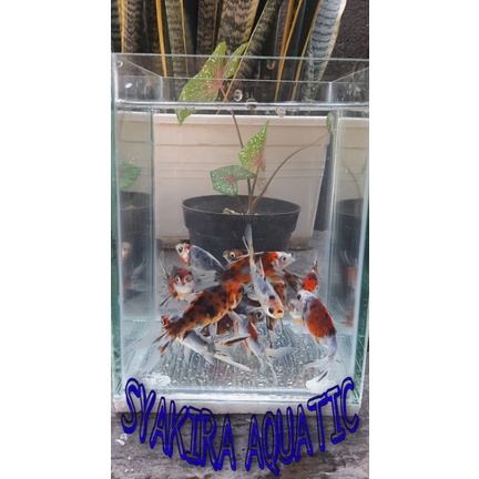 IKAN HIAS KOMET PANCAWARNA (BOKIM)