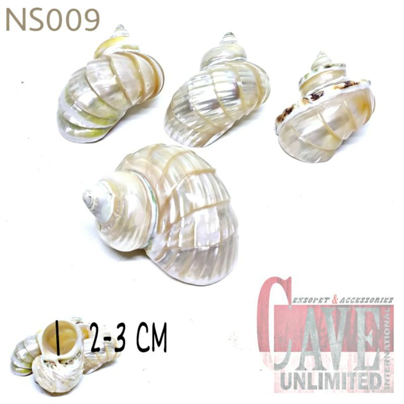 NS009 cangkang shell rumah kelomang keong umang kumang natural asli