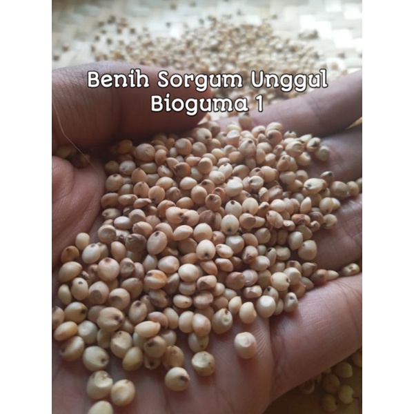 

Benih Sorgum Putih Bioguma 1 kualitas unggul