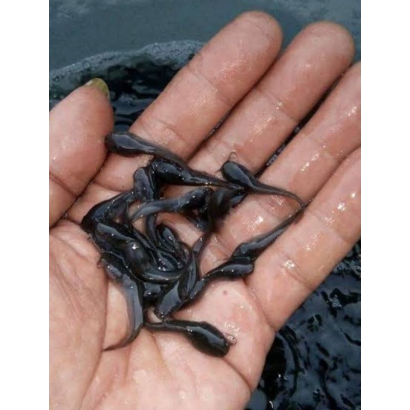 bibit lele pakan ikan predator harga petani 75/ekor murah seharga pakan ikan predator