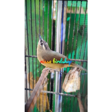 burung opyor jambul jantan