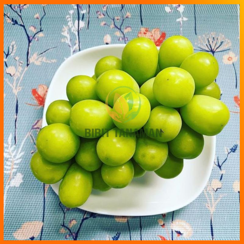 BIBIT ANGGUR IMPORT SHINE MUSCAT HASIL GRAFTING