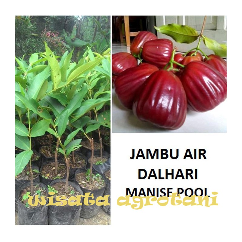 bibit jambu dalhari bibit tanaman jambu air dalhari WISATA AGROTANI