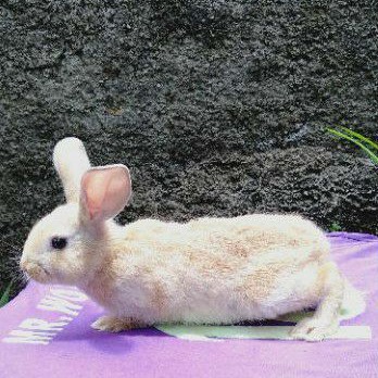 Kelinci lokal anakan betina (1).