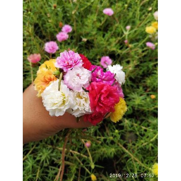 『Murah』 Paket Hemat krokot mix lokal dan import /Krokot portulaca /Mossrose Portulaca Import dan Lok