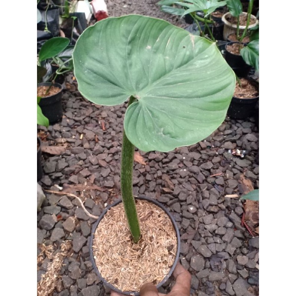 philo pulomani philo