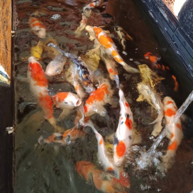 Ikan Koi Blitar