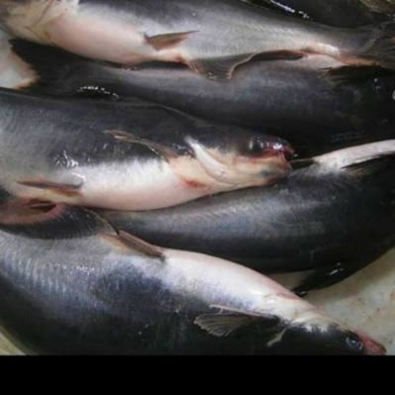 Ikan Patin Segar ±1Kg | naga_exspress