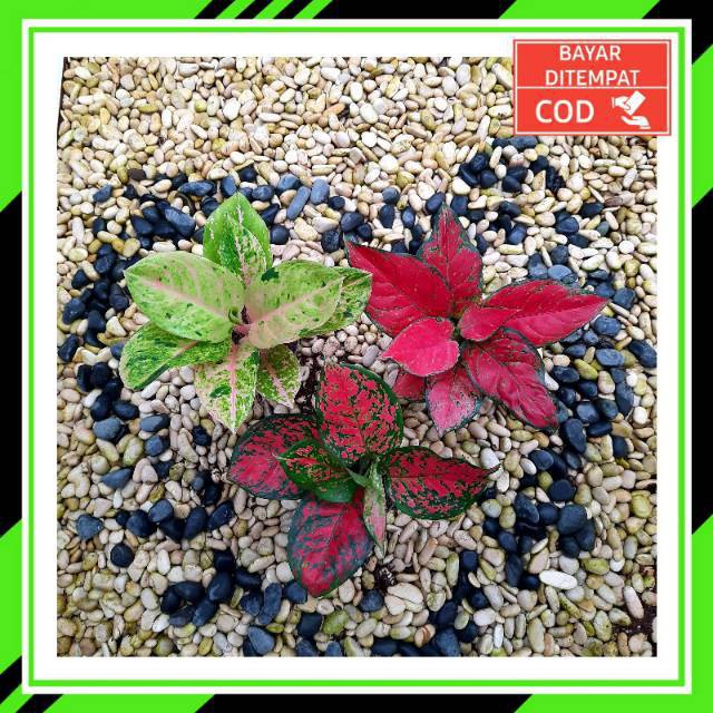 [✅COD] PAKET 3 POHON - (AGLONEMA PAKET) / EMERALD RED ANJAMANI DUD ANJAMANI / PAKET AGLONEMA