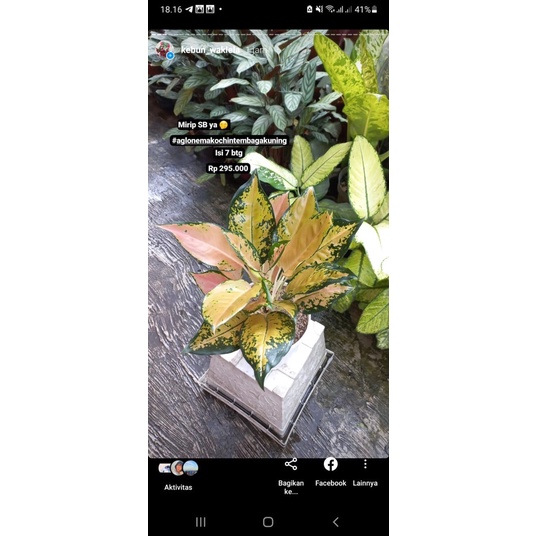 aglonema kochin kuning