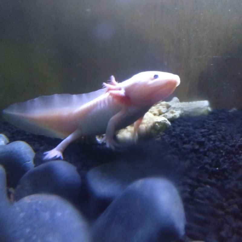 ikan mexico salamander axolotl albino, black, golden 16-17cm