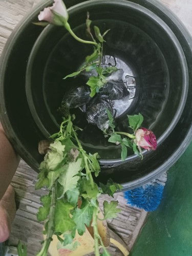 Surat Karantina (khusus Pengiriman  Luar Pulau Jawa)  Harga Per Paket