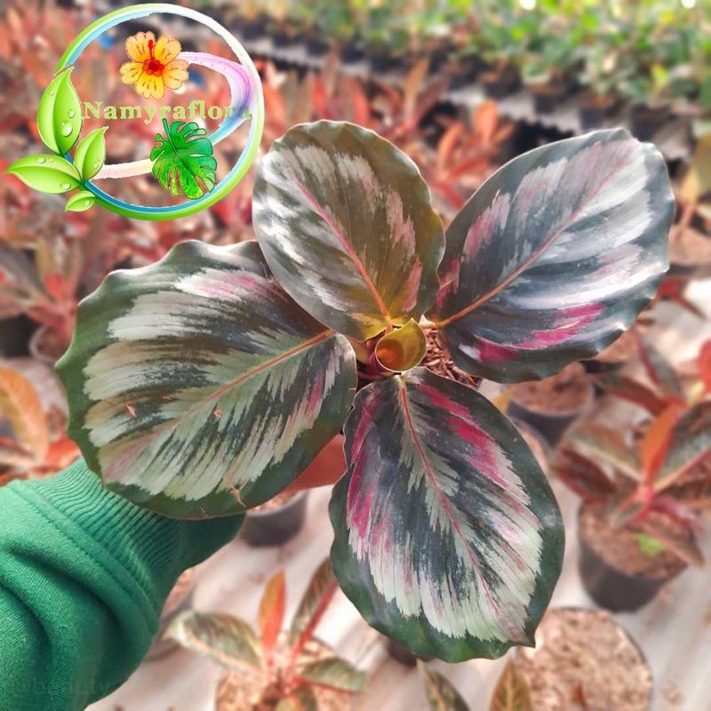 bibit bonggol calathea medalion v2