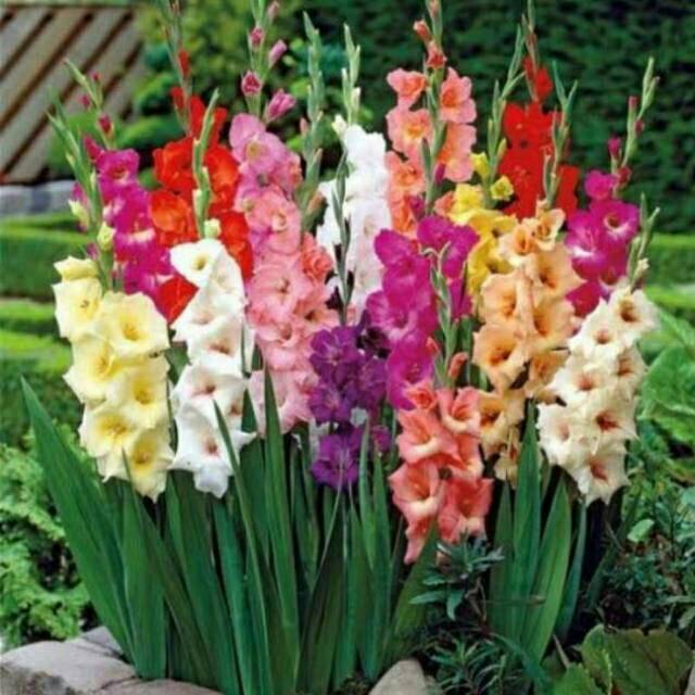 

MURAH!!! Paket Umbi Gladiol Mix