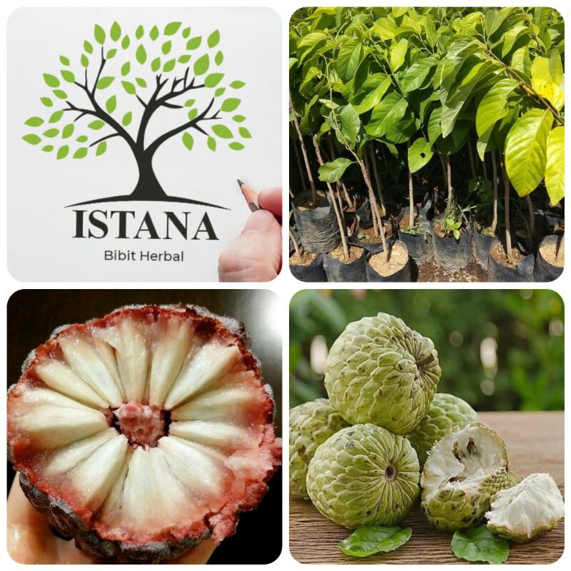 Bibit tanaman srikaya jumbo bibit pohon srikaya bibit srikaya jumbo