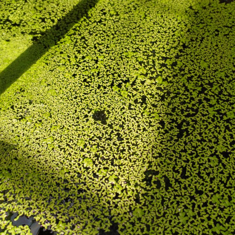 azola/mata lele tanaman apung aquascape